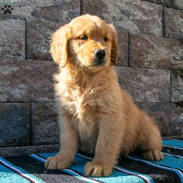 Apple, Golden Retriever Puppy